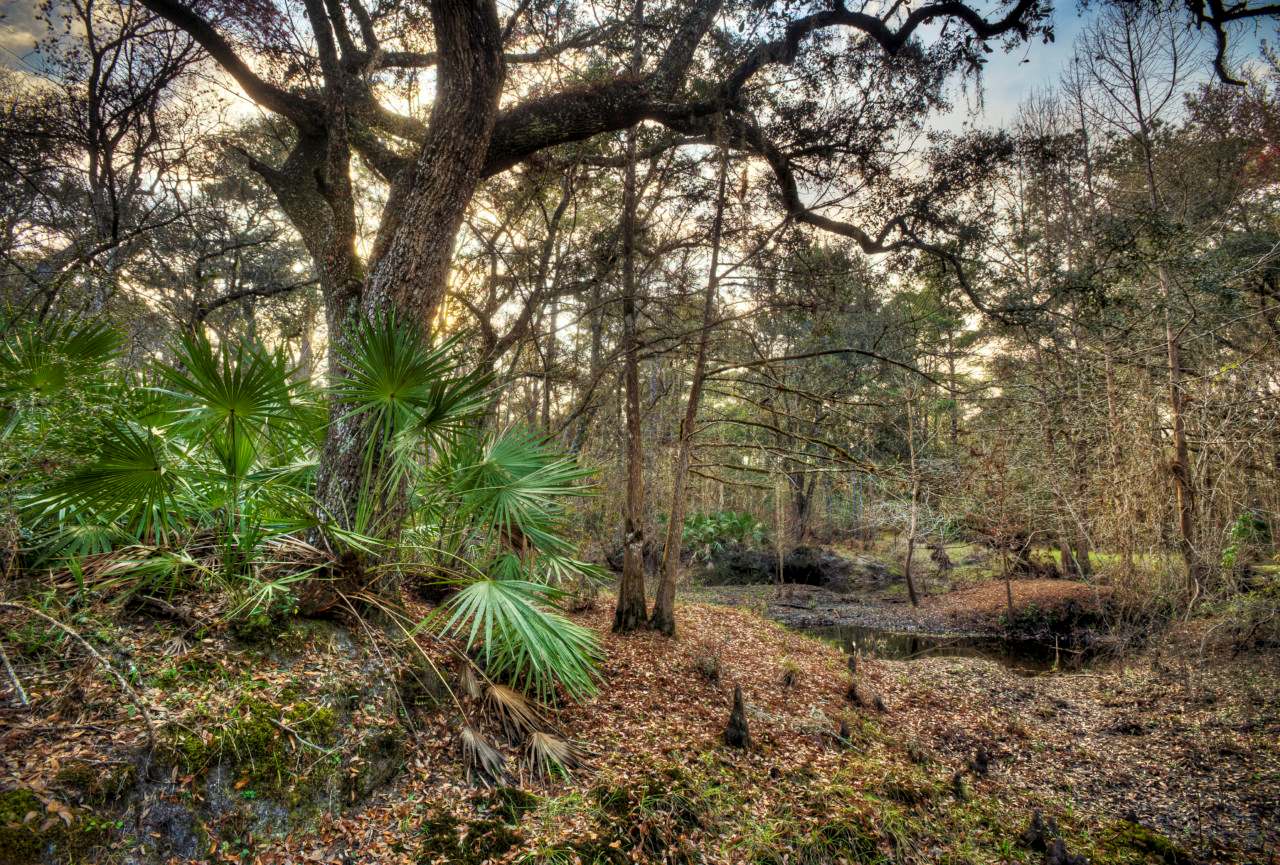 Sal Taylor Creek Preserve